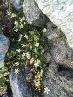 Слика од Saxifraga bryoides L.