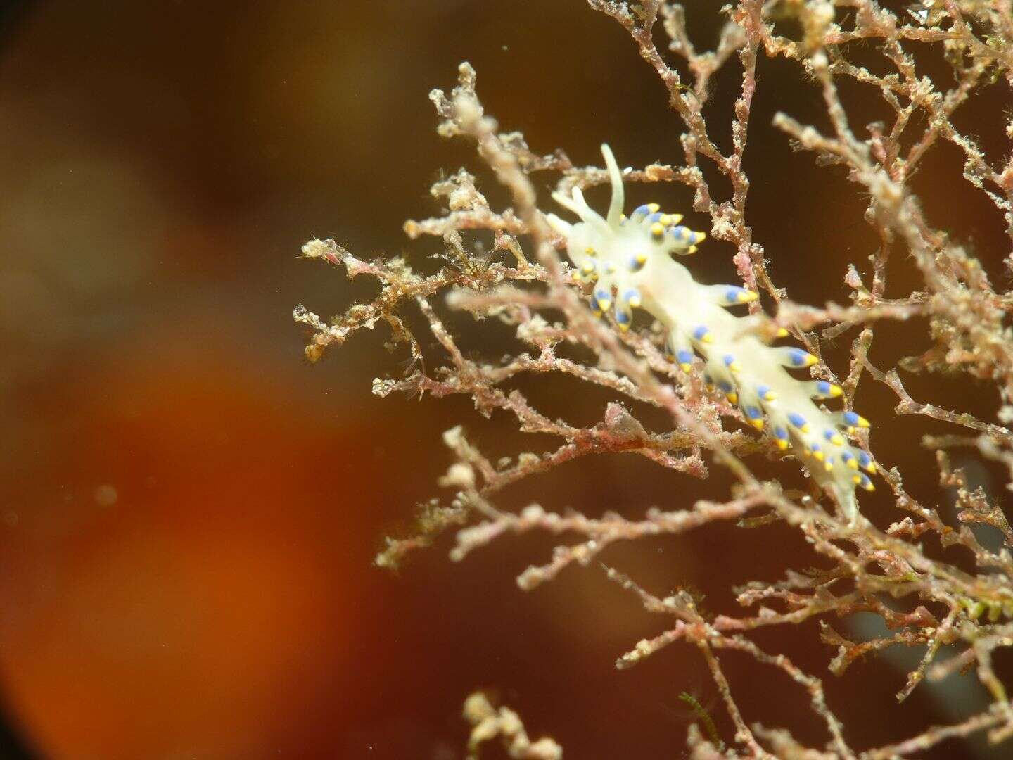 Trinchesia caerulea (Montagu 1804) resmi