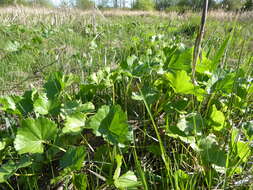 Image of Henderson's Checkerbloom