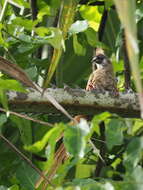 Colius castanotus Verreaux, J, Verreaux & E 1855 resmi