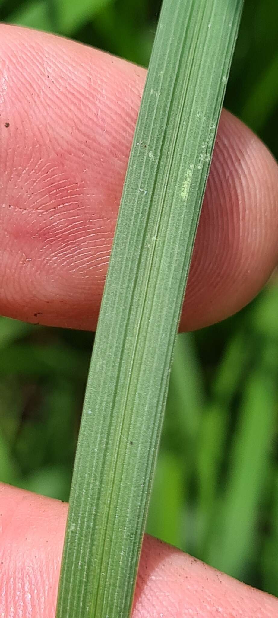 Image of Poa helmsii Vickery