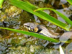 Слика од Natrix natrix natrix (Linnaeus 1758)