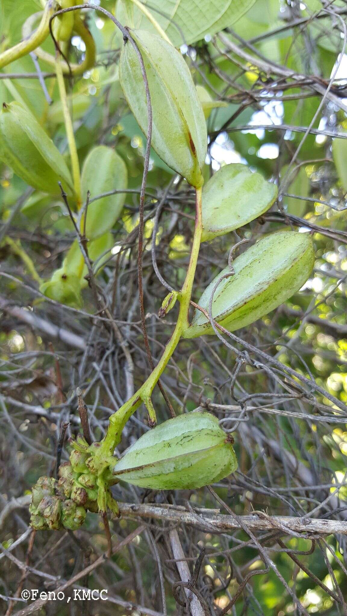 Image of Dioscorea antaly Jum. & H. Perrier