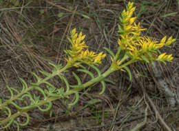 صورة Sedum stenopetalum Pursh