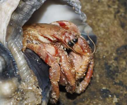 Image of striated hermit crab