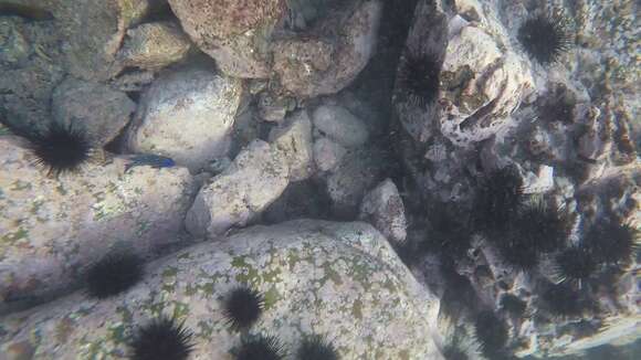 Image of Giant damselfish