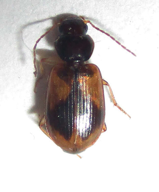 Слика од Amblystomus amabilis (Boheman 1848)