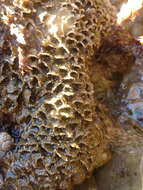 Image of Sandcastle worm