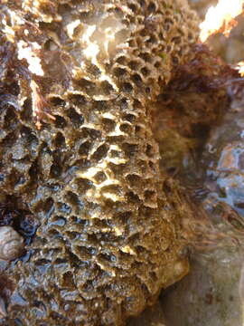 Image of Sandcastle worm