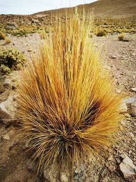 Image of Festuca chrysophylla Phil.