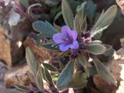 Image of Collomia debilis var. debilis