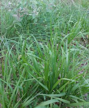 Image of Slender Wood-Oats