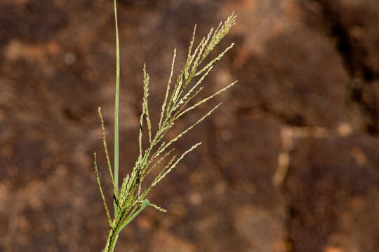 Слика од Leptochloa panicea (Retz.) Ohwi