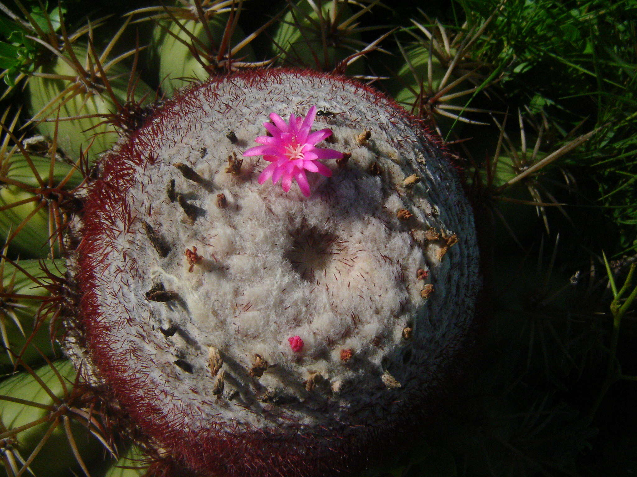 Image of Turk's cap