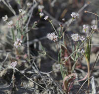 Image of anglestem buckwheat