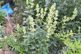 Sivun Teucrium flavum subsp. glaucum (Jord. & Fourr.) Ronniger kuva