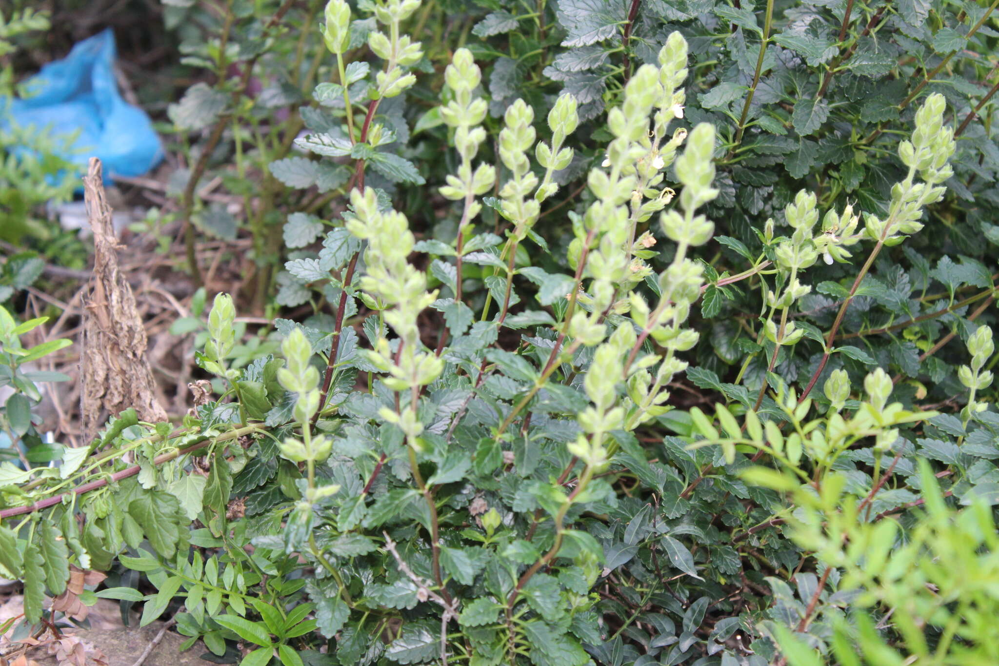 Sivun Teucrium flavum subsp. glaucum (Jord. & Fourr.) Ronniger kuva