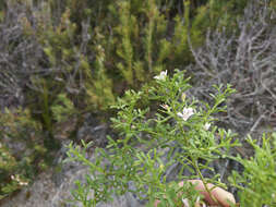 Image de Cyanothamnus anemonifolius subsp. variabilis