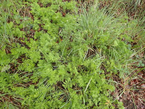 Image of Siberian wormwood