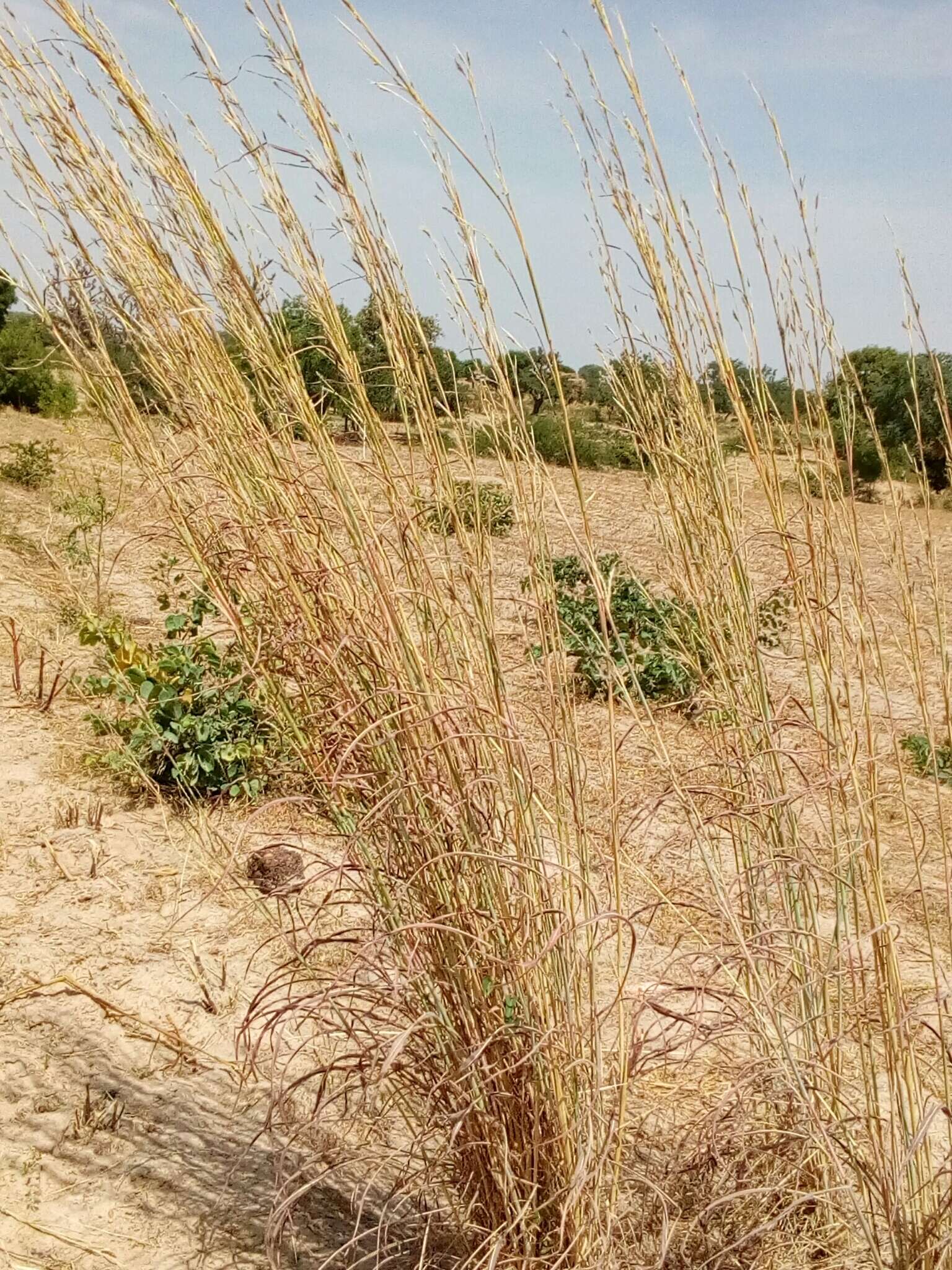 Image of bluestem