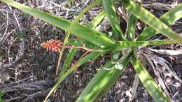 Image of Aloe occidentalis (H. Perrier) L. E. Newton & G. D. Rowley