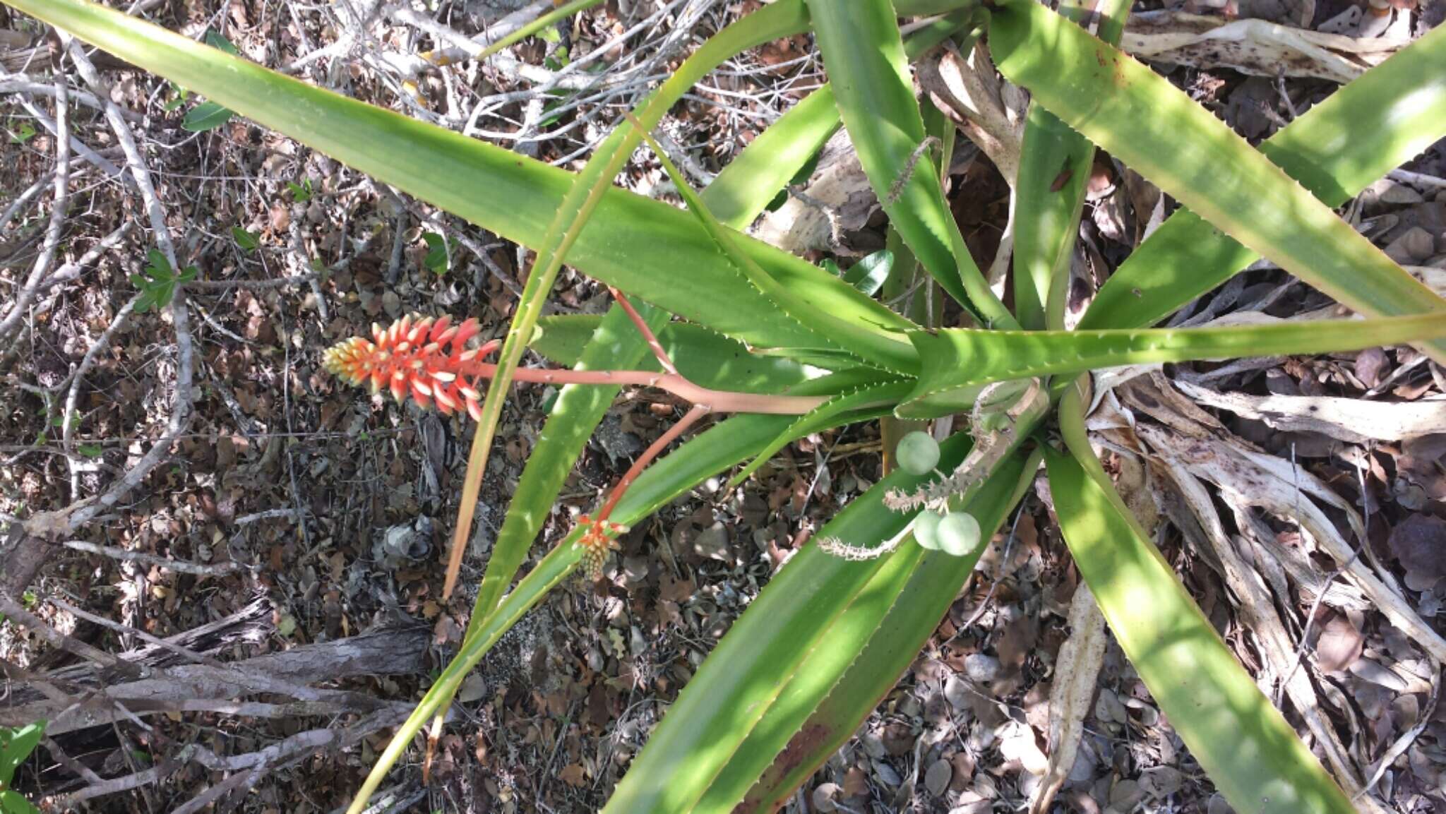 Image of Aloe occidentalis (H. Perrier) L. E. Newton & G. D. Rowley