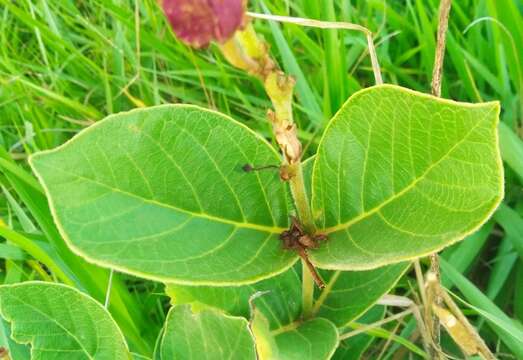 Image de Prestonia erecta (Malme) J. F. Morales