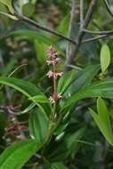 Image of Miconia ciliata (L. Rich.) DC.