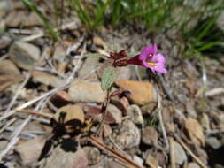 Image of Torrey's monkeyflower