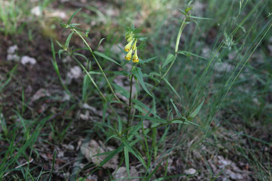 Image of common cow-wheat