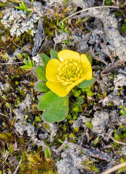 Image of sulphur buttercup