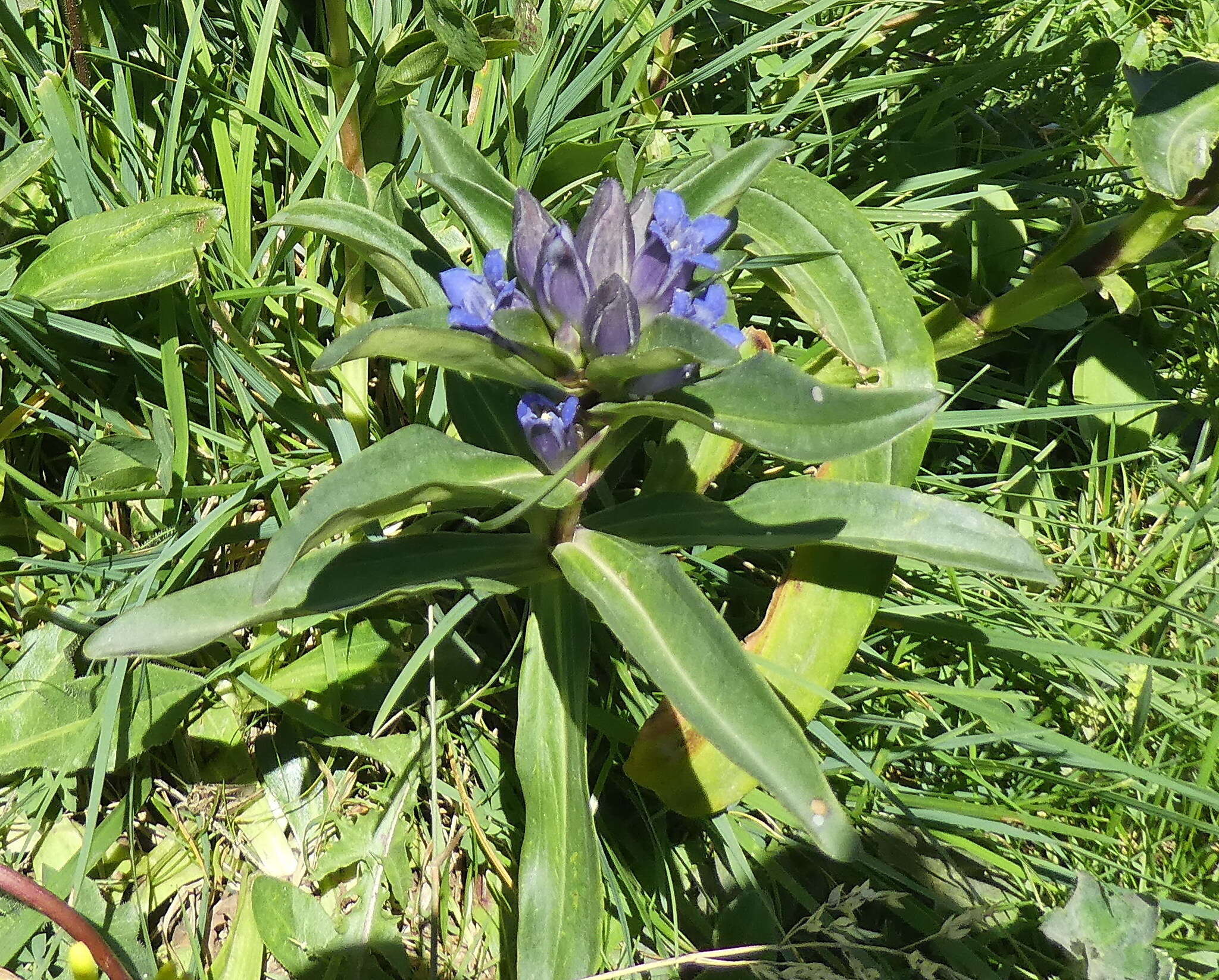 Image of Gentiana cruciata subsp. cruciata