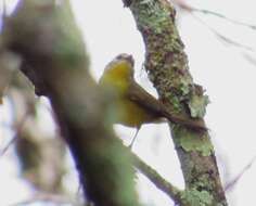 Image of Golden-crowned Warbler