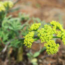 Image of Hamblen's biscuitroot