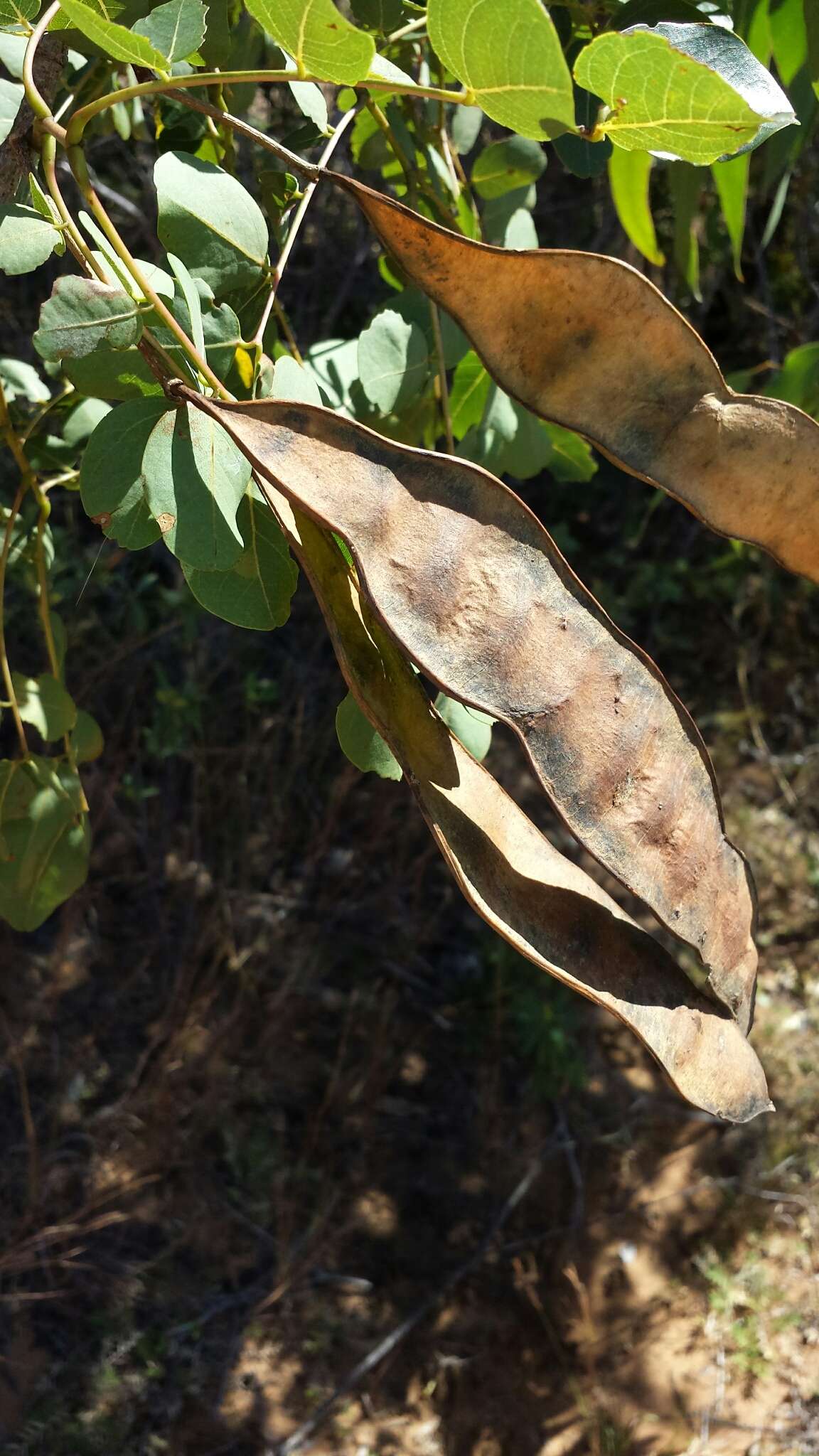 Imagem de Albizia boivinii E. Fourn.