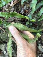 Image of Dryopteris podophylla (Hook.) O. Kuntze