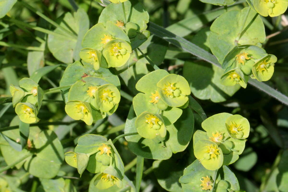 Image of Wood Spurge