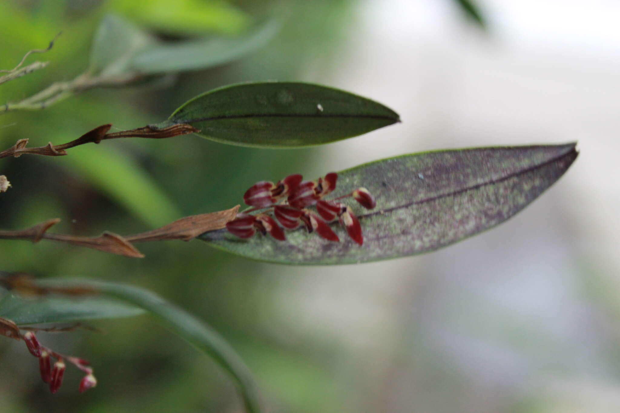 Image of Trichosalpinx blaisdellii (S. Watson) Luer