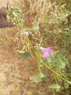 Image of ginger-leaf morning-glory