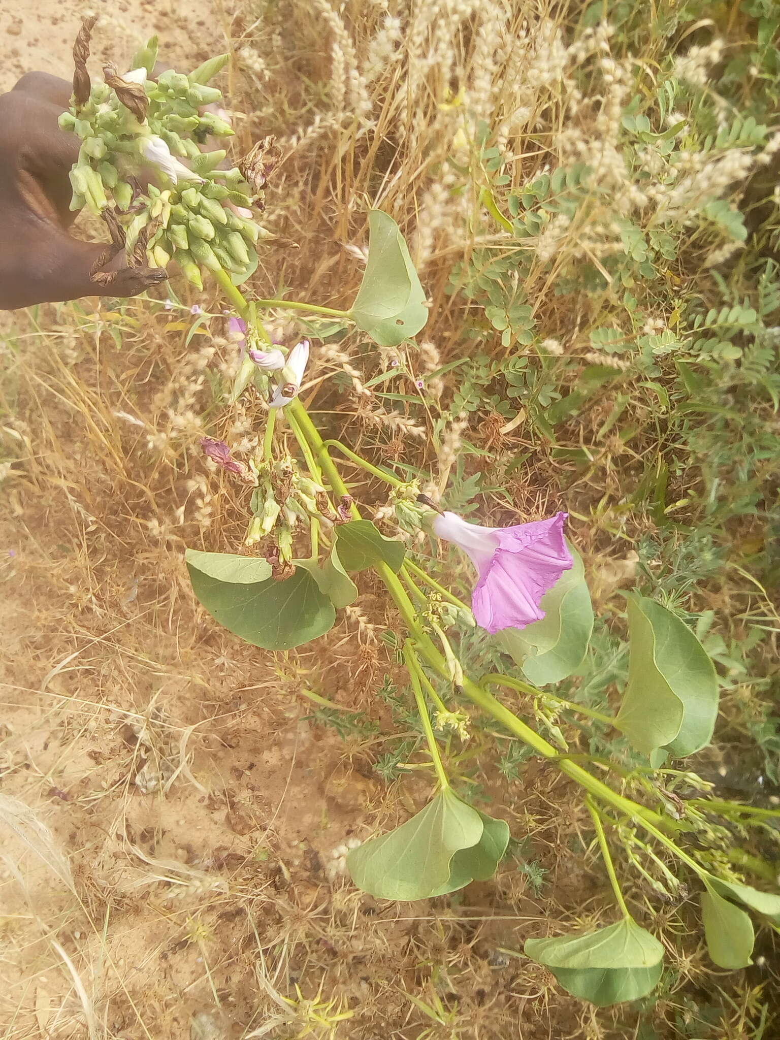 Imagem de Ipomoea asarifolia (Desr.) Roem. & Schult.