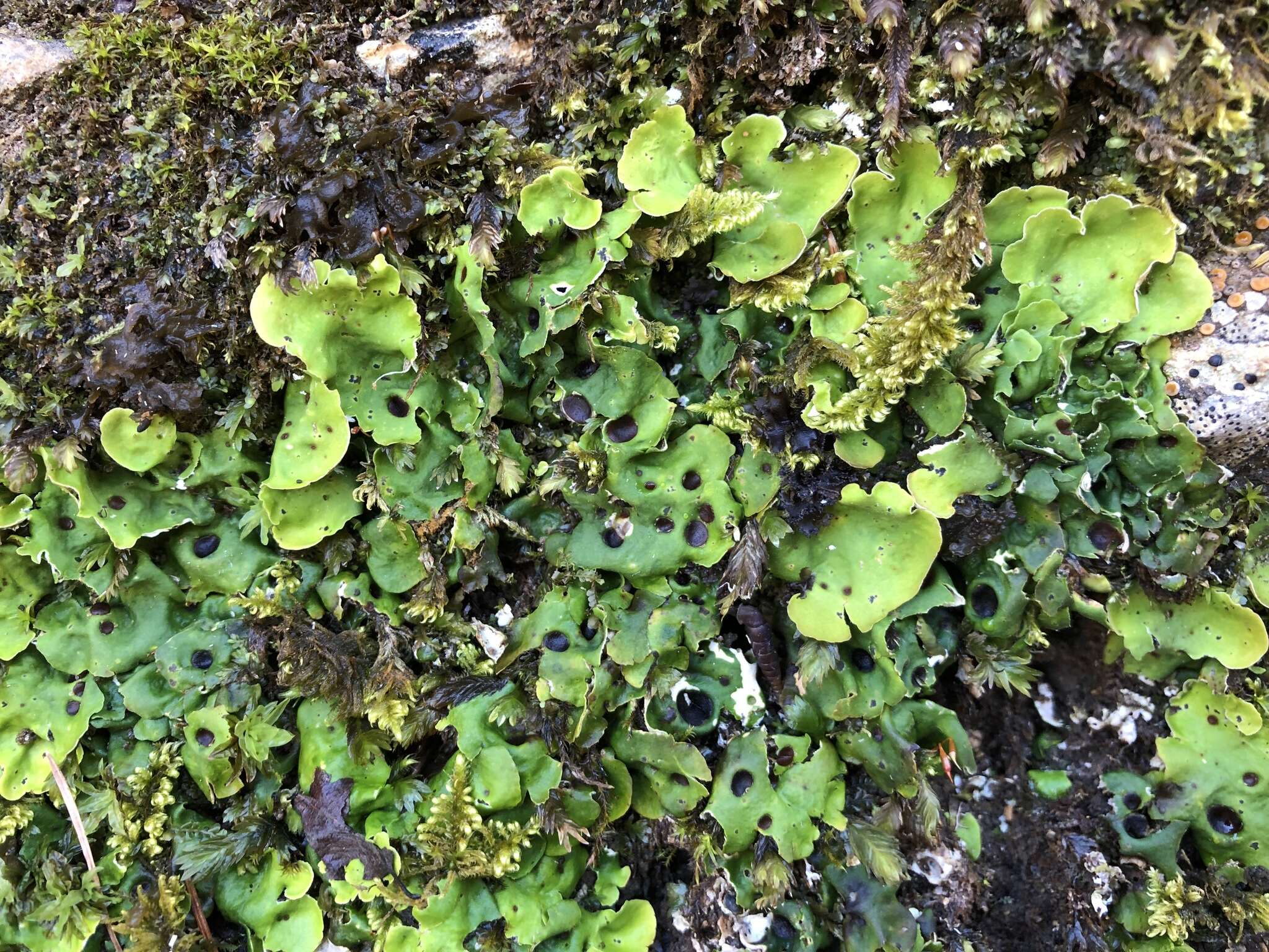 Image of chocolate chip lichen