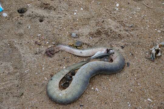 Image of Common or beaked seasnake