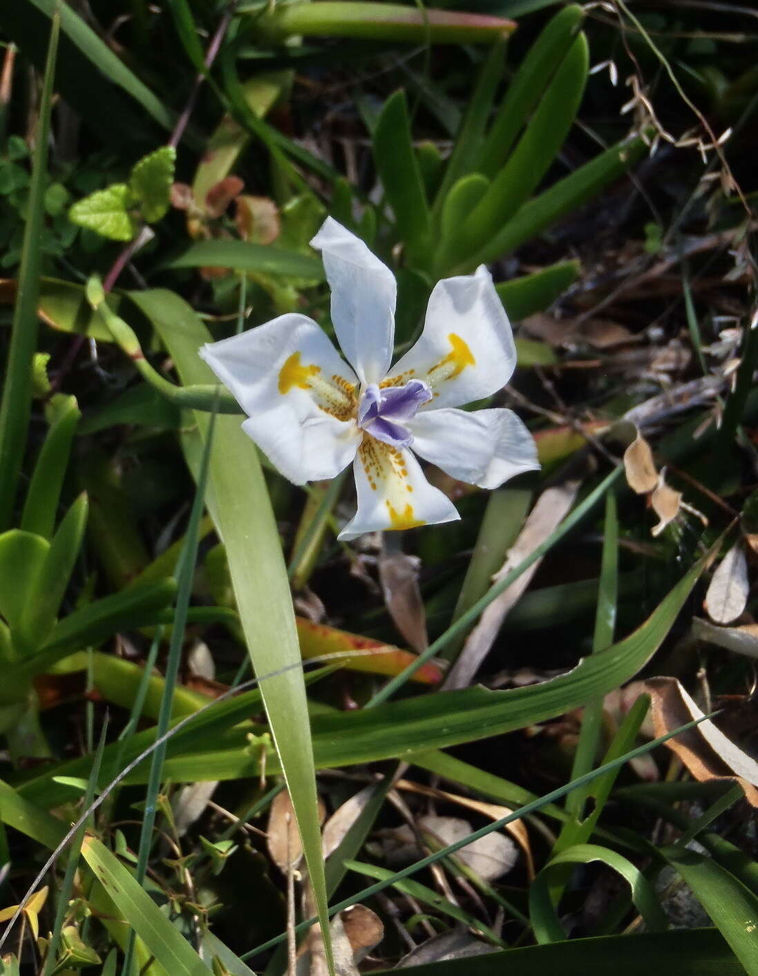 Image of Wild iris