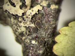 Image of rinodina lichen