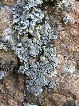 Image of Tavares' matted lichen