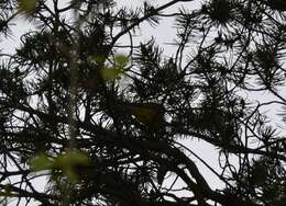 Image of Canada Warbler