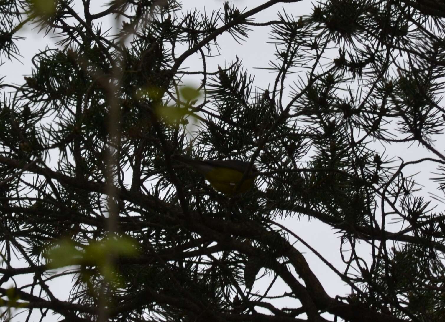 Image of Canada Warbler