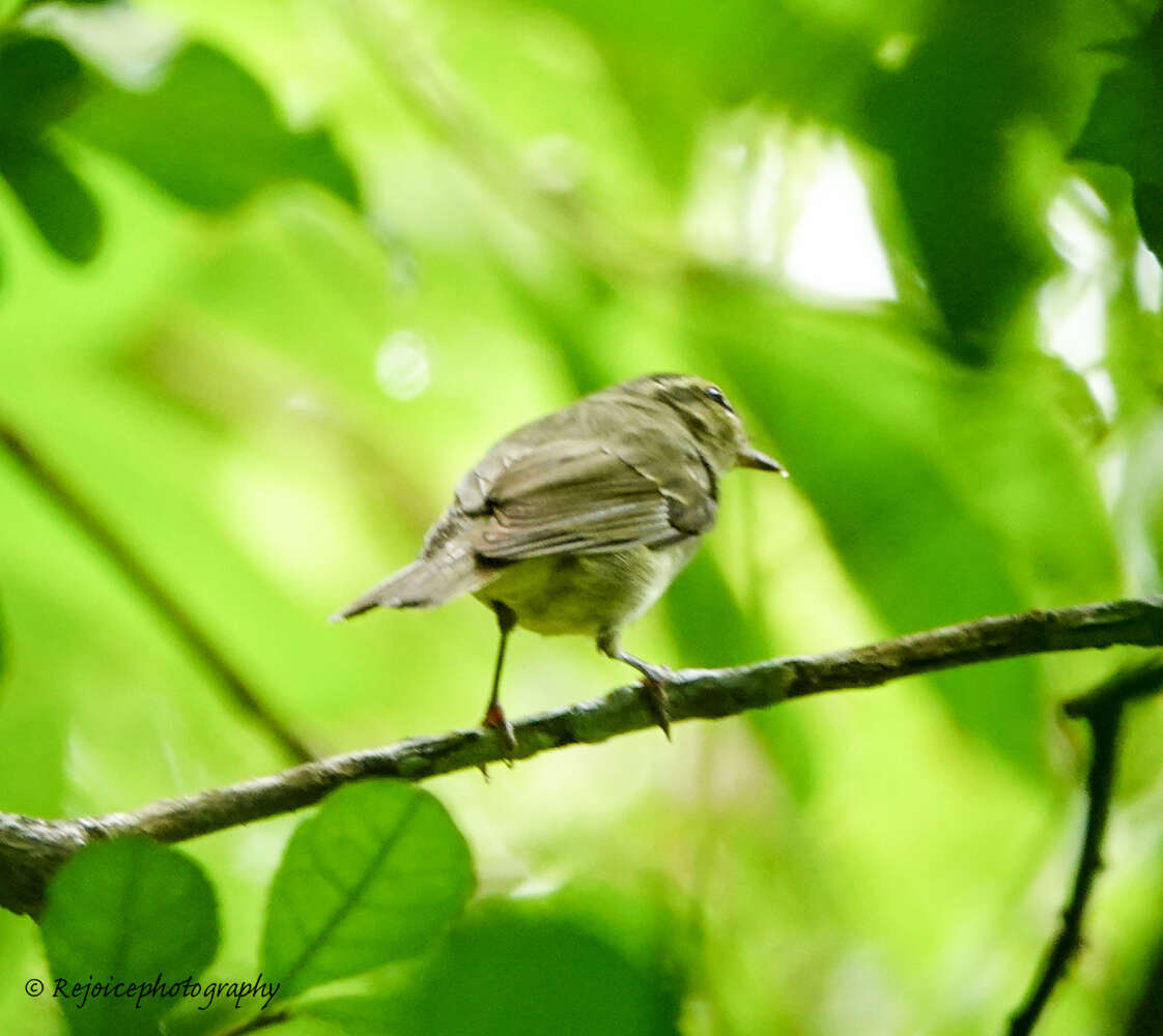 Image of Large-billed Leaf Warbler