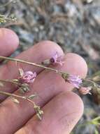 Imagem de Astragalus atratus S. Wats.