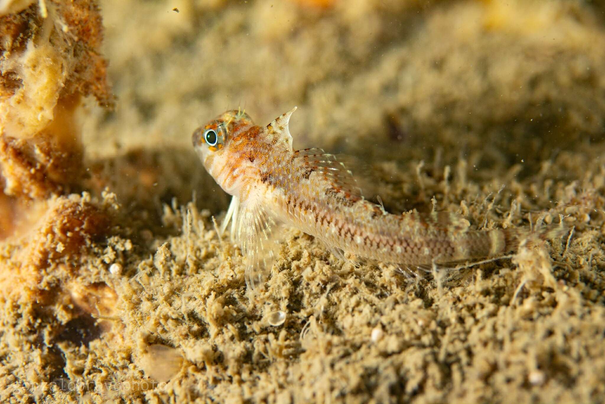 Image of Cunningham&#39;s triplefin